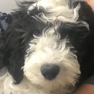 Meet your Posher, Lucy